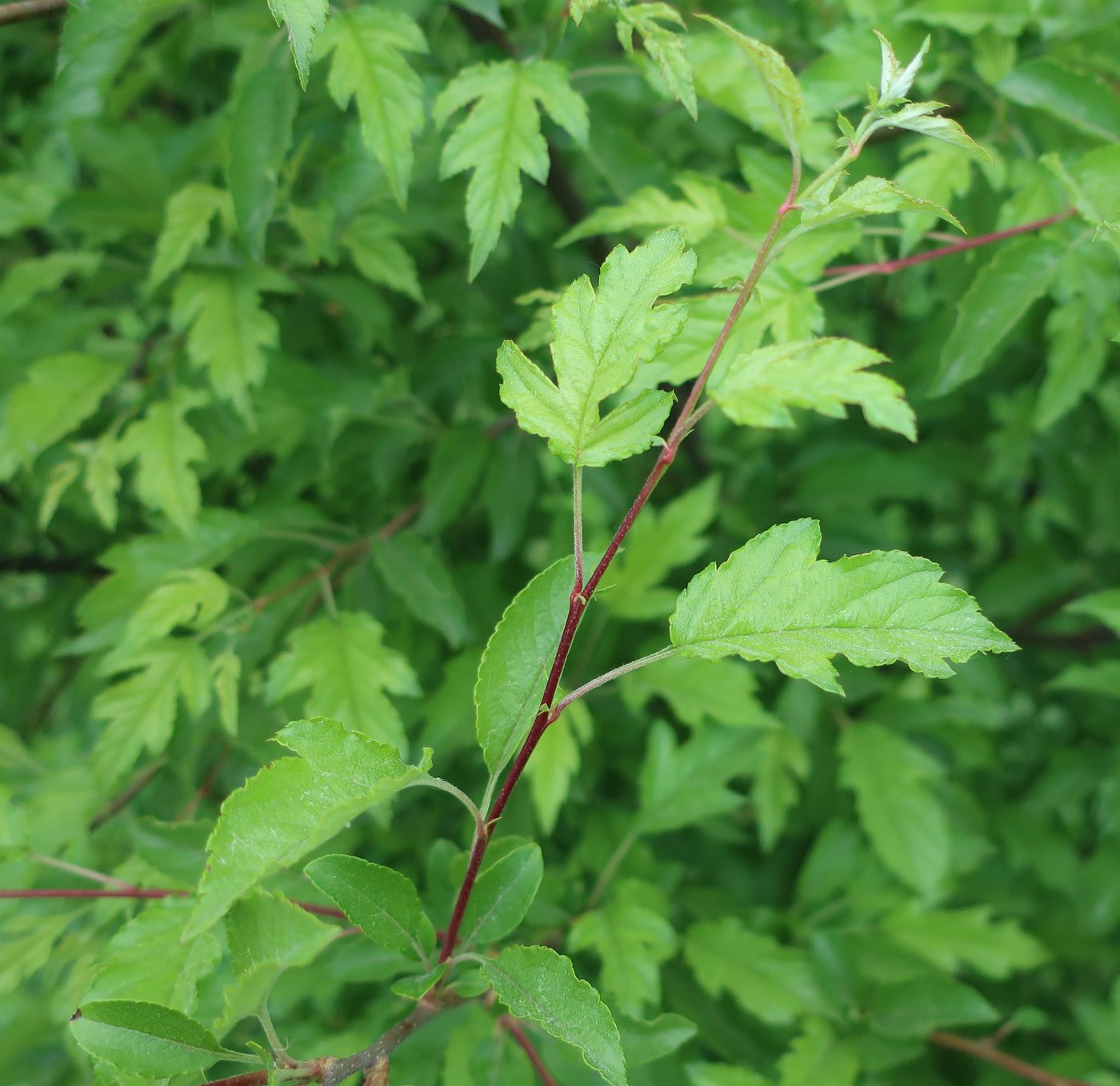 Image of Malus toringo specimen.