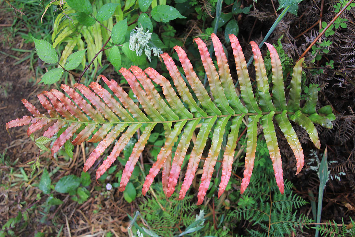 Изображение особи род Blechnum.