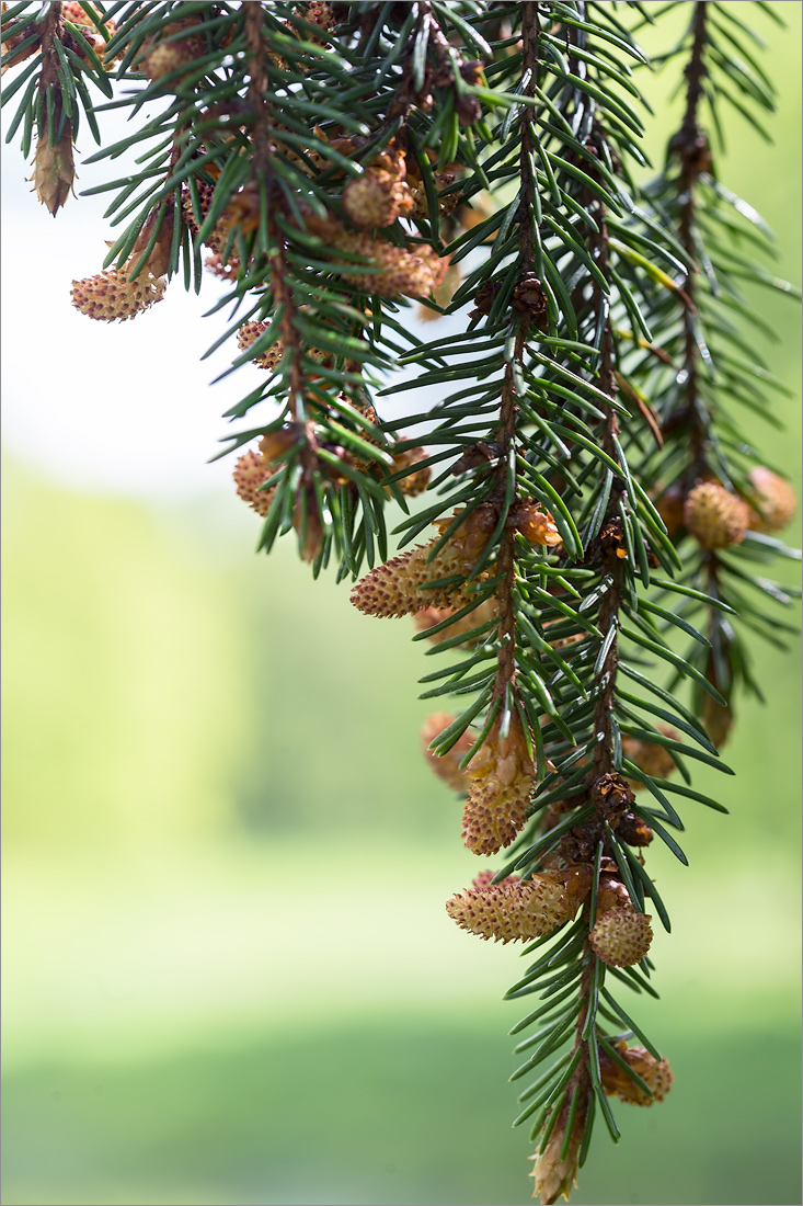 Изображение особи Picea abies.