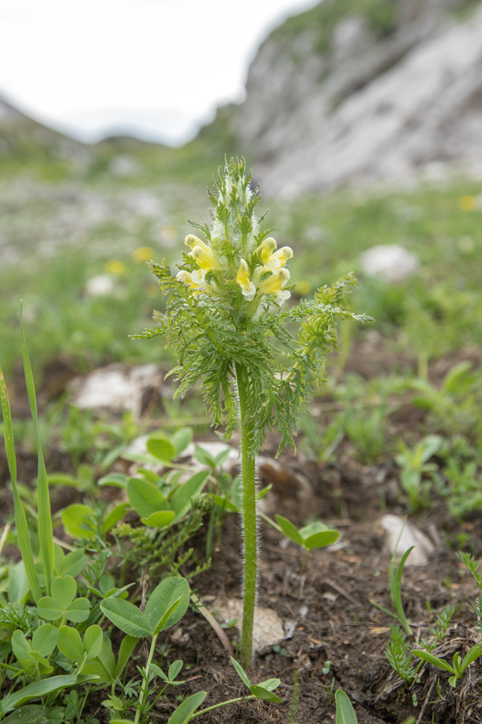 Image of Pedicularis condensata specimen.