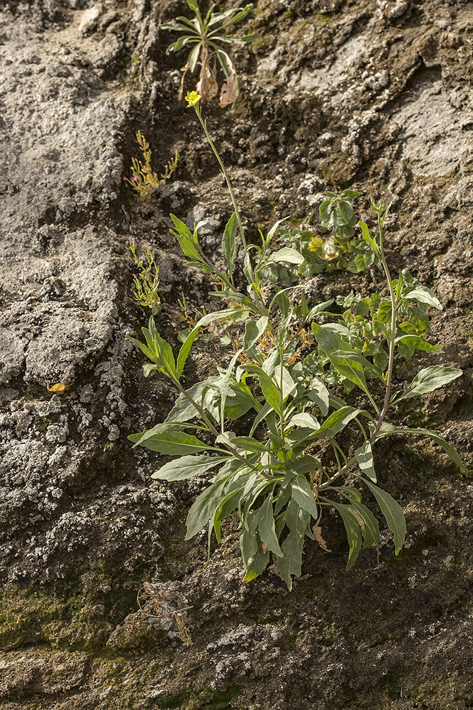 Image of Diplotaxis tenuifolia specimen.