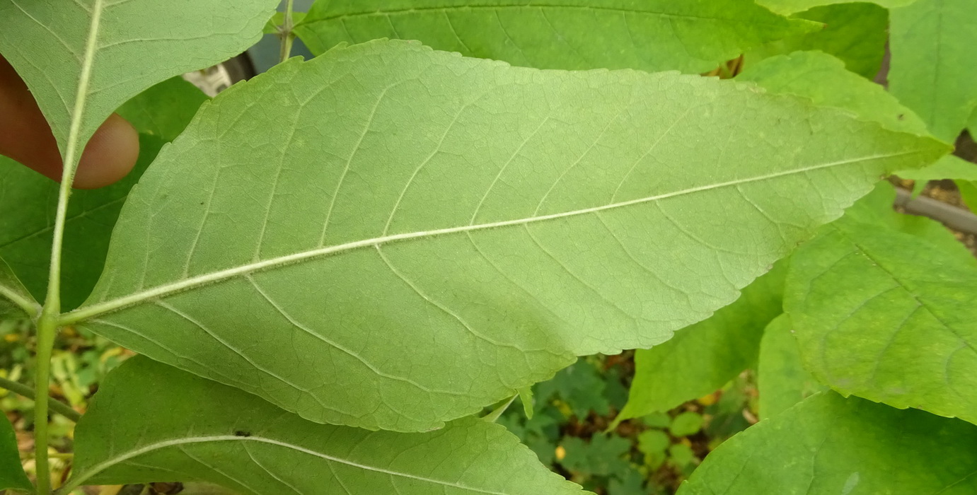 Image of Fraxinus pennsylvanica specimen.