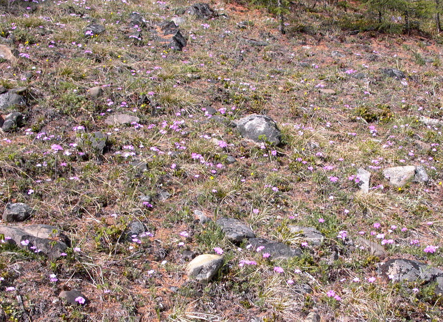 Image of Phlox sibirica specimen.