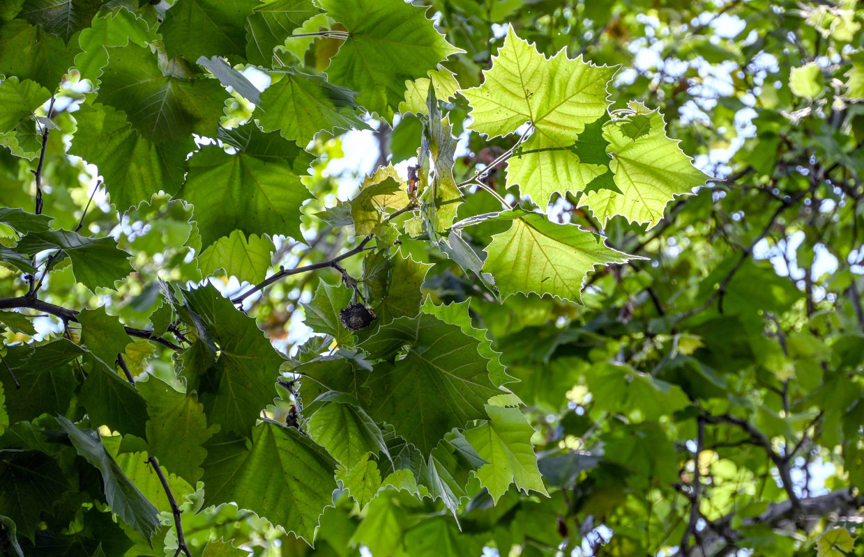 Изображение особи Platanus &times; acerifolia.