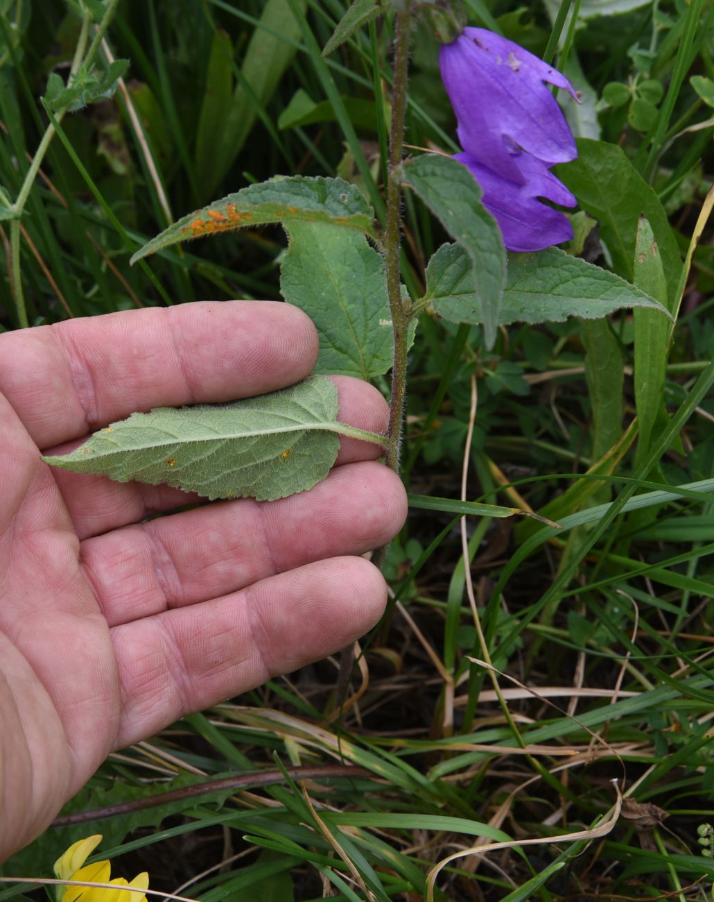 Image of Campanula rapunculoides specimen.