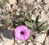 Convolvulus althaeoides