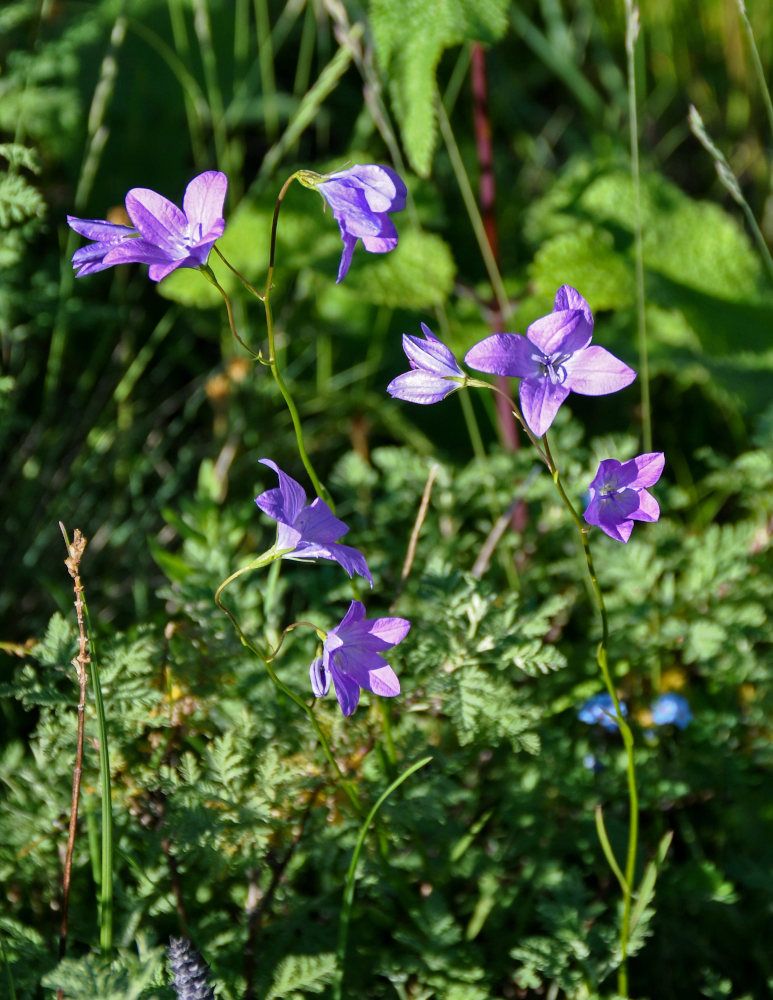 Изображение особи Campanula altaica.