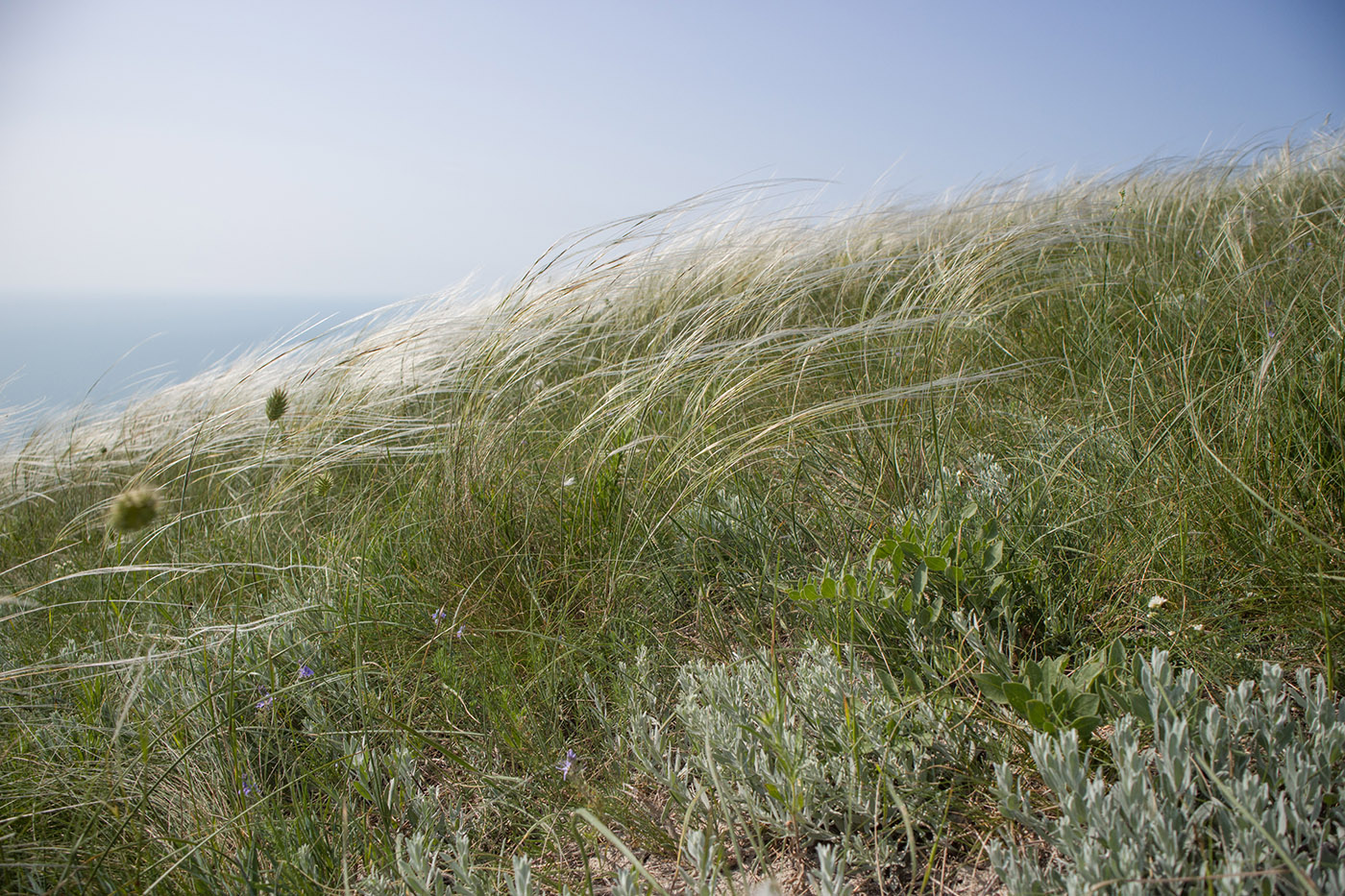 Image of Stipa lessingiana specimen.