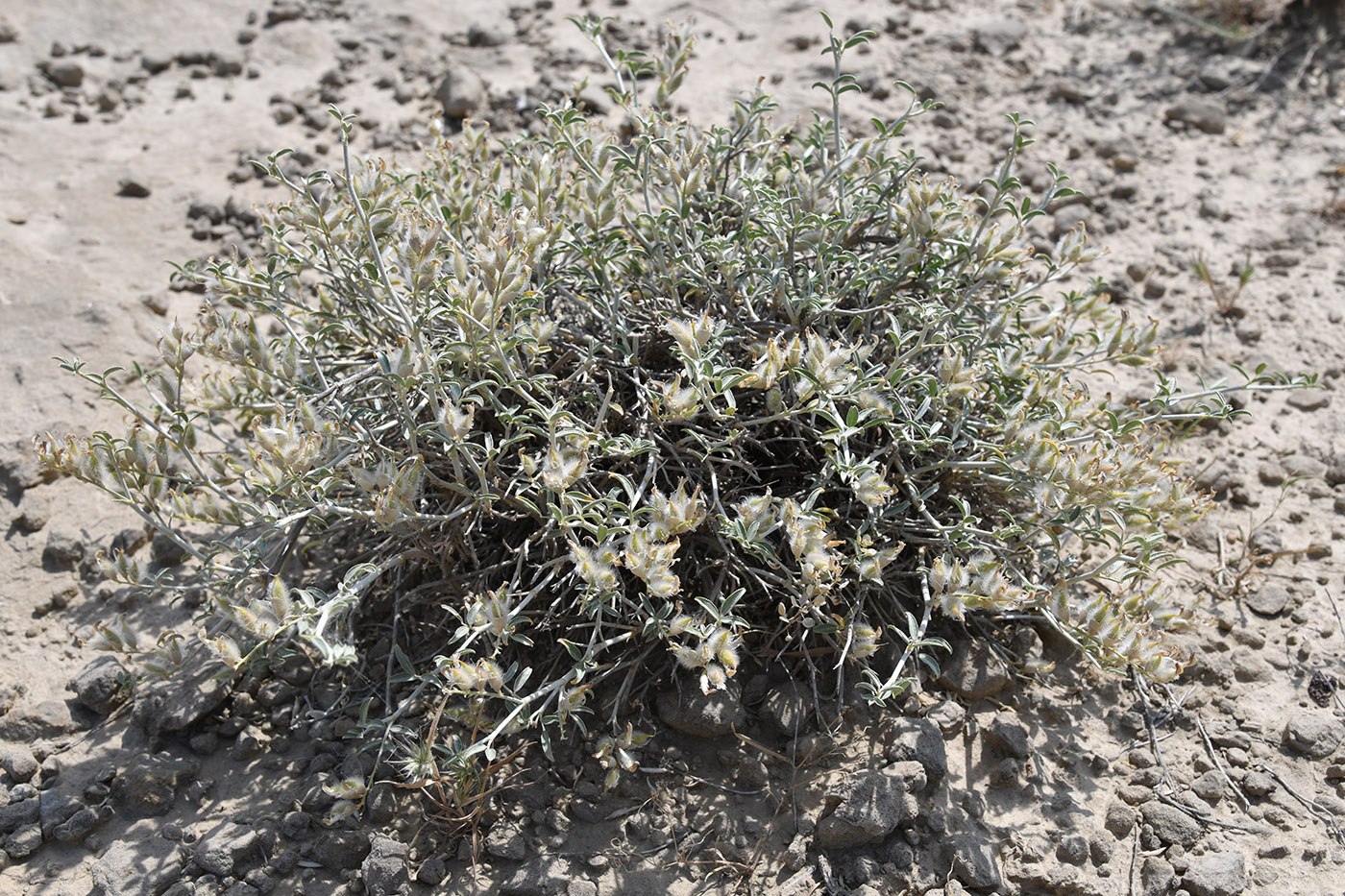 Image of Astragalus chodshenticus specimen.