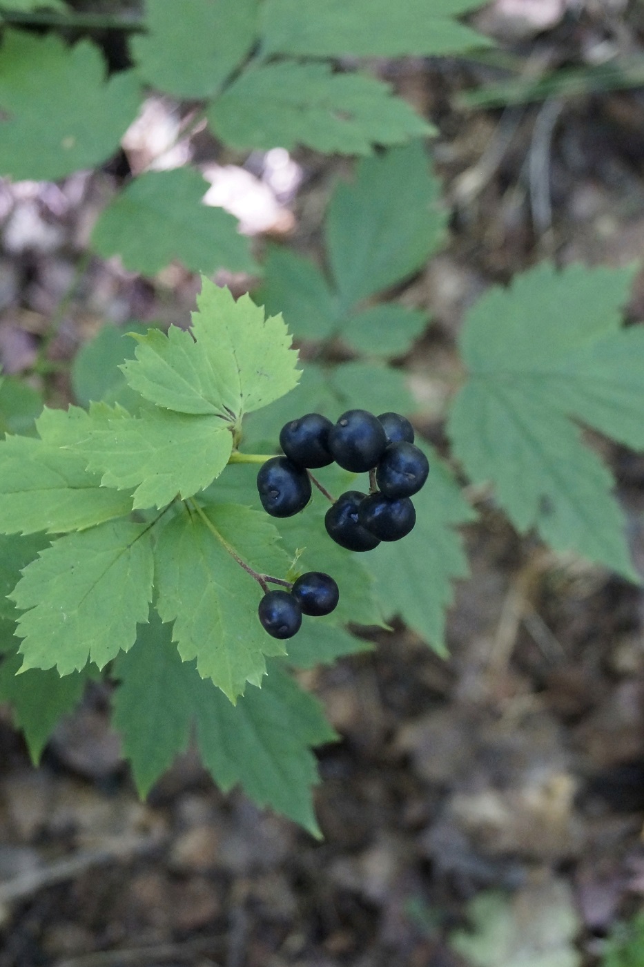 Image of Actaea spicata specimen.