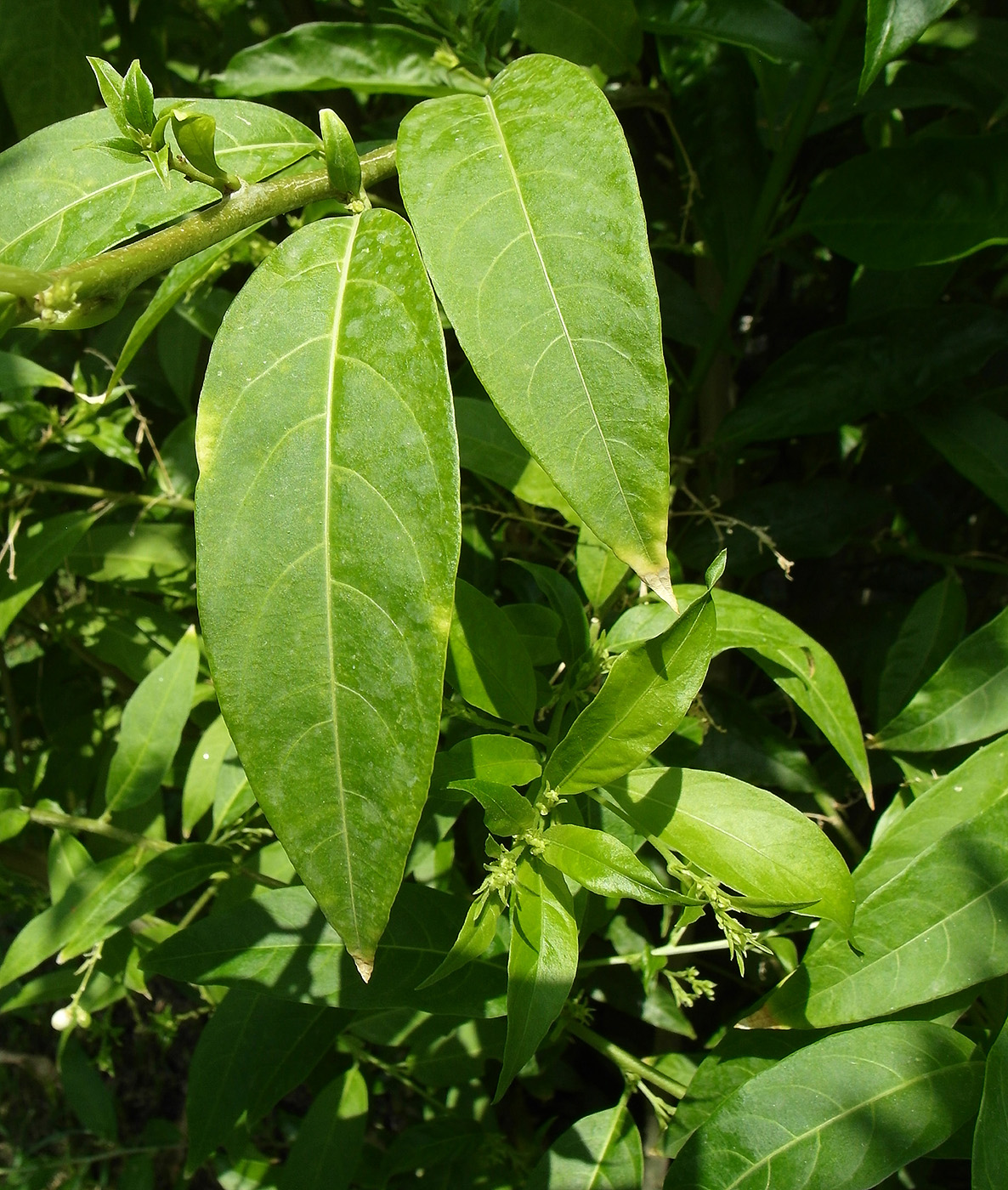 Image of Cestrum nocturnum specimen.