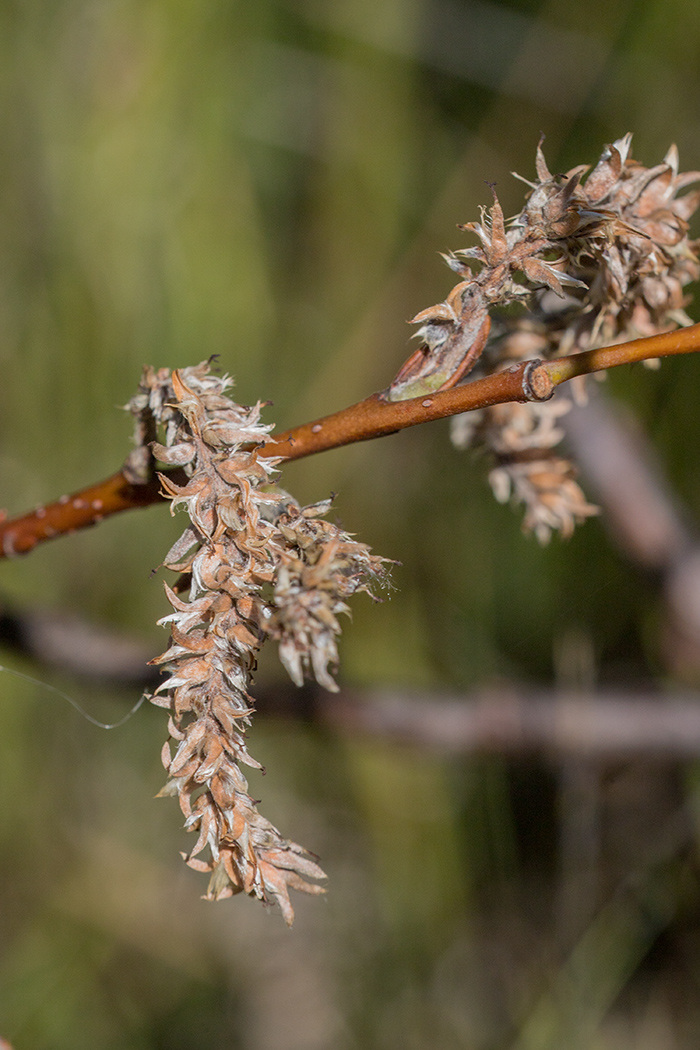 Image of Salix pantosericea specimen.