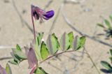 Lathyrus japonicus subspecies pubescens