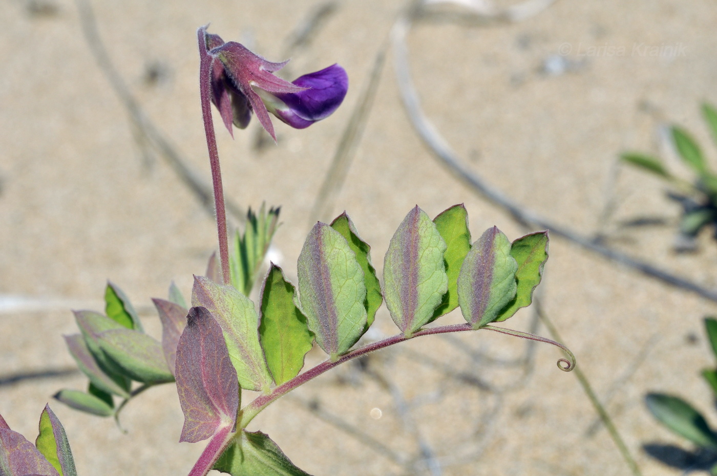 Изображение особи Lathyrus japonicus ssp. pubescens.