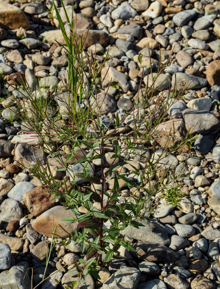 Image of genus Epilobium specimen.