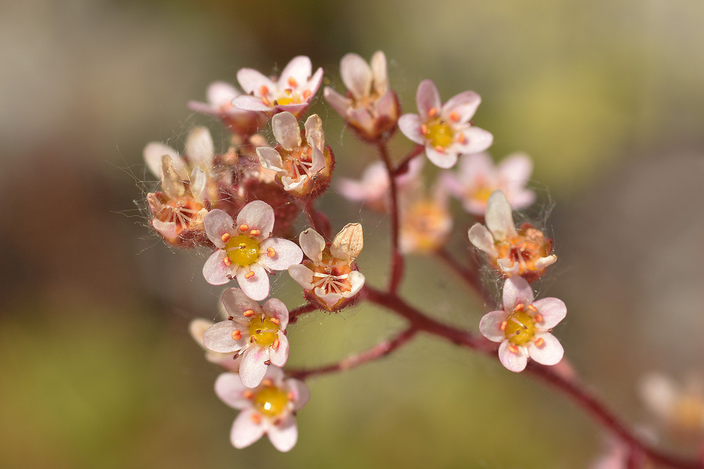 Изображение особи Saxifraga kolenatiana.