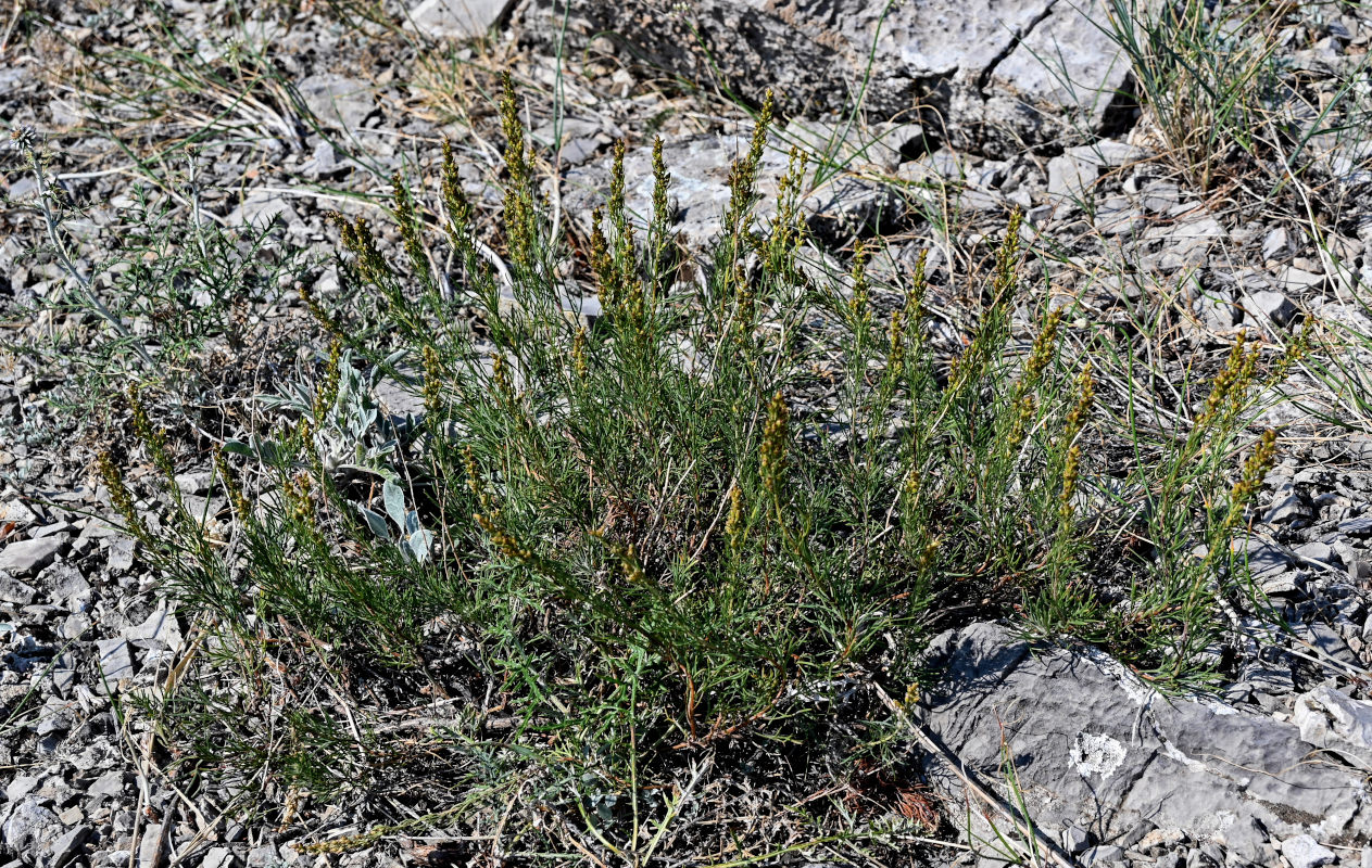 Image of Artemisia salsoloides specimen.