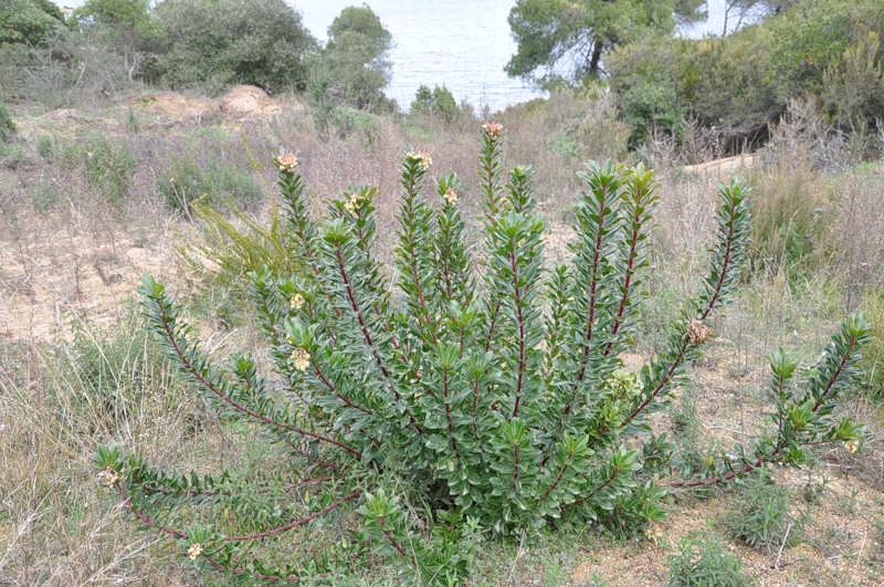 Image of Arbutus unedo specimen.