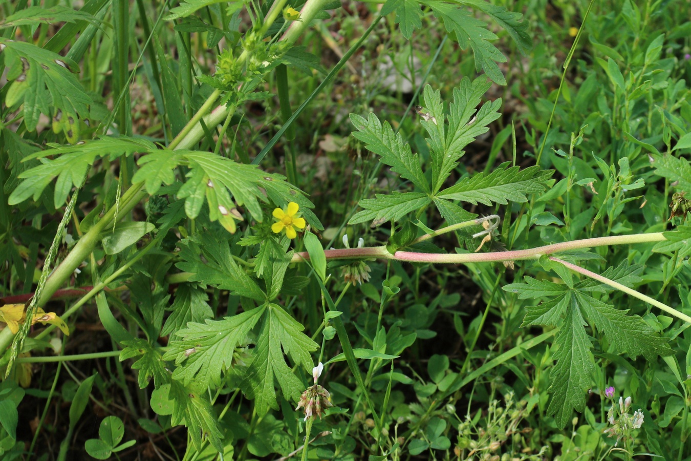 Изображение особи Potentilla intermedia.