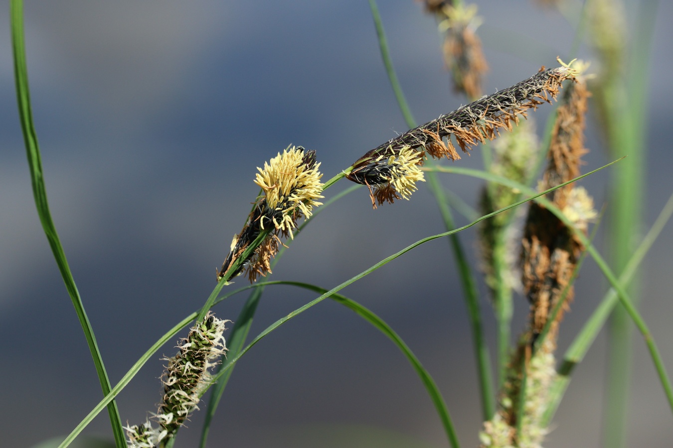 Изображение особи Carex acuta.