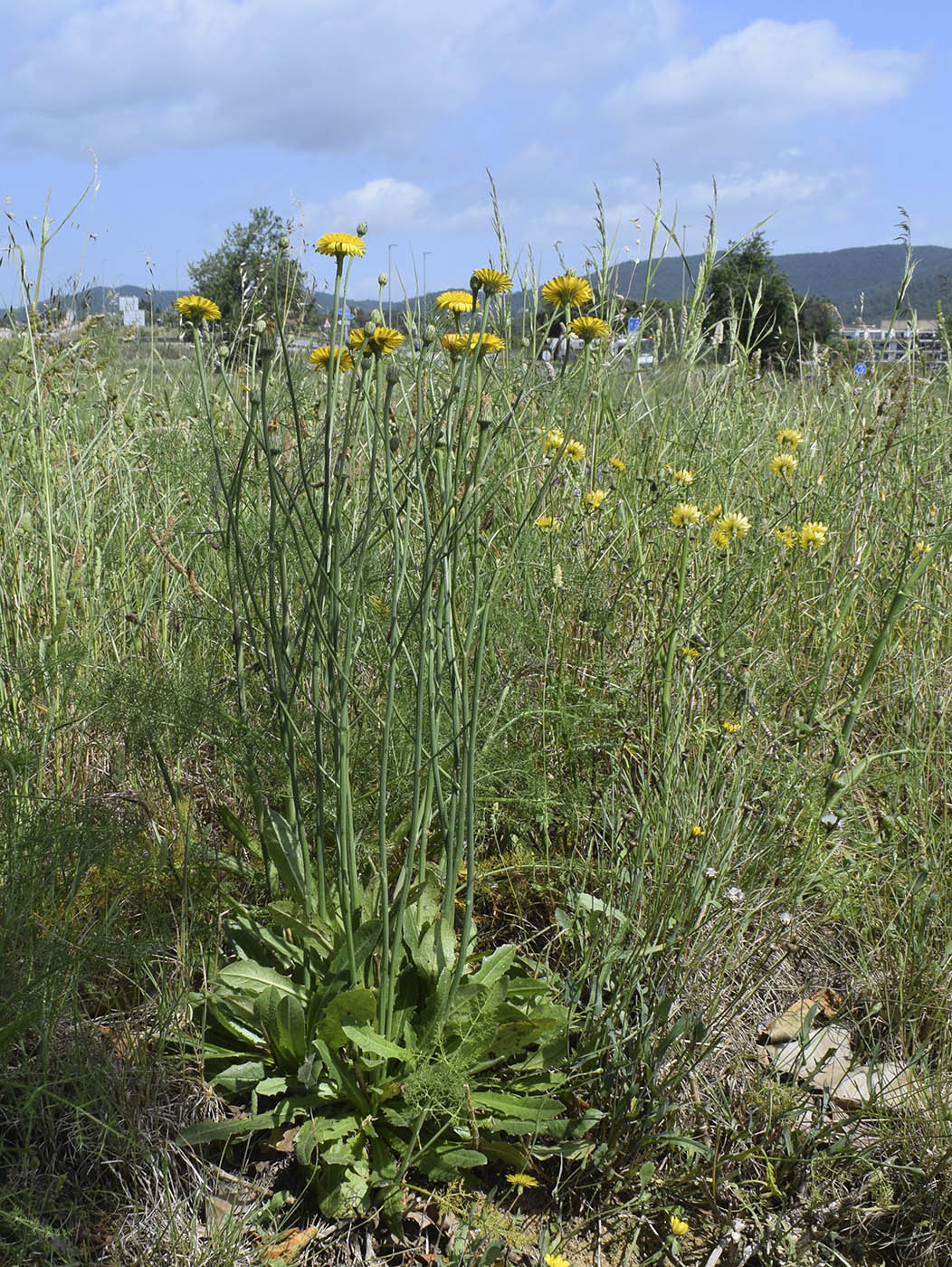 Image of Hypochaeris radicata specimen.