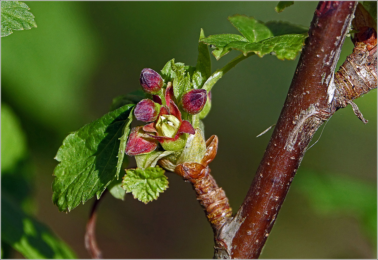 Изображение особи Ribes nigrum.