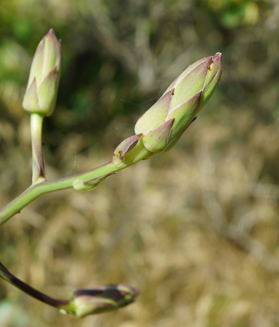 Image of Lactuca tuberosa specimen.