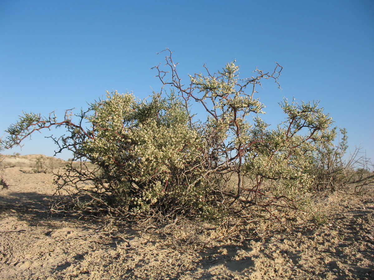 Image of Calligonum aphyllum specimen.