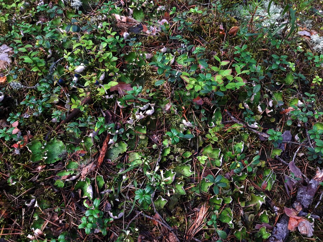 Image of Peltigera aphthosa specimen.