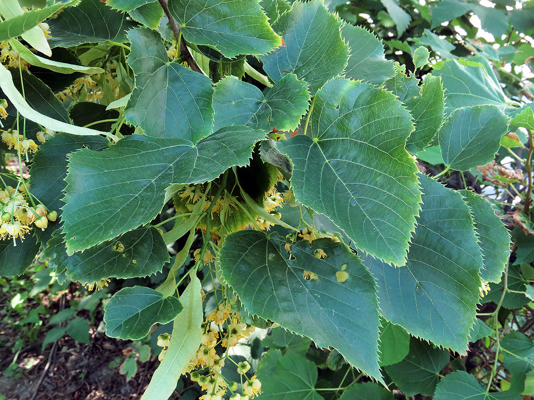 Image of Tilia &times; europaea specimen.