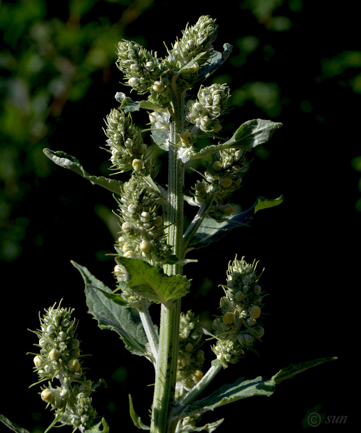 Изображение особи Verbascum lychnitis.