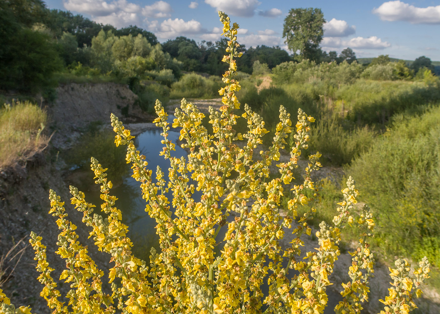 Изображение особи Verbascum lychnitis.