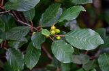 Frangula alnus. Верхушка побега с незрелыми плодами. Московская обл., Дмитровский гор. округ, берег оз. Свиное, опушка смешанного леса. 21.07.2024.