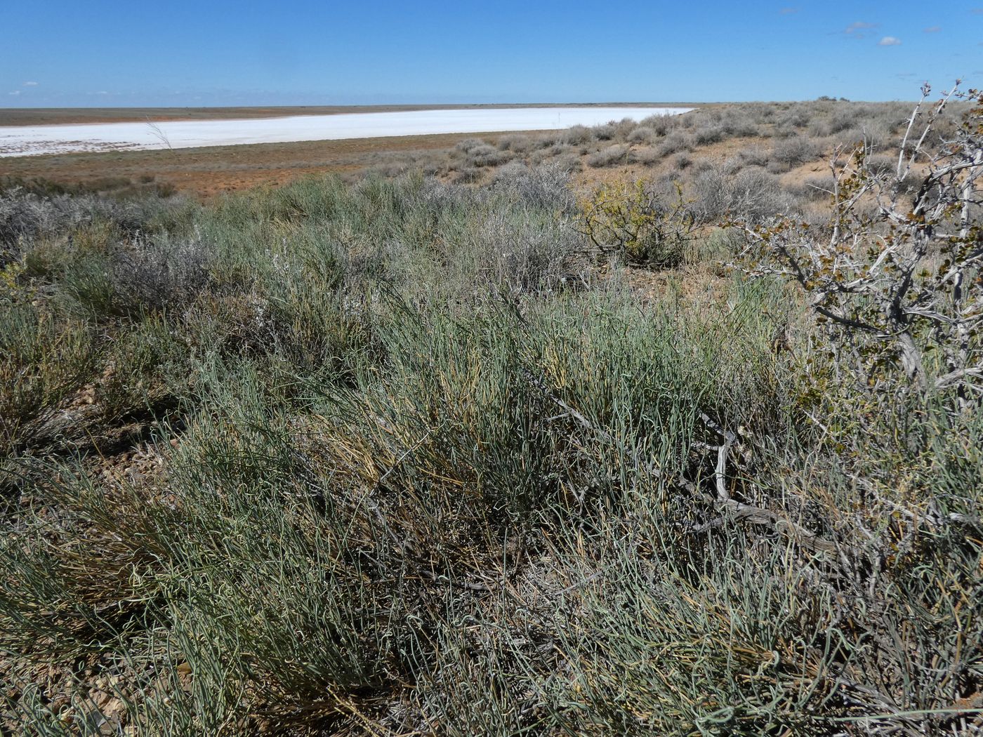 Image of Ephedra distachya specimen.