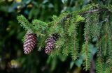 Picea abies. Верхушка ветви с раскрывшимися шишками. Московская обл., Пушкинский гор. округ, северо-восточное побережье Учинского водохранилища, смешанный лес. 27.07.2024.