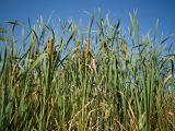 Typha latifolia