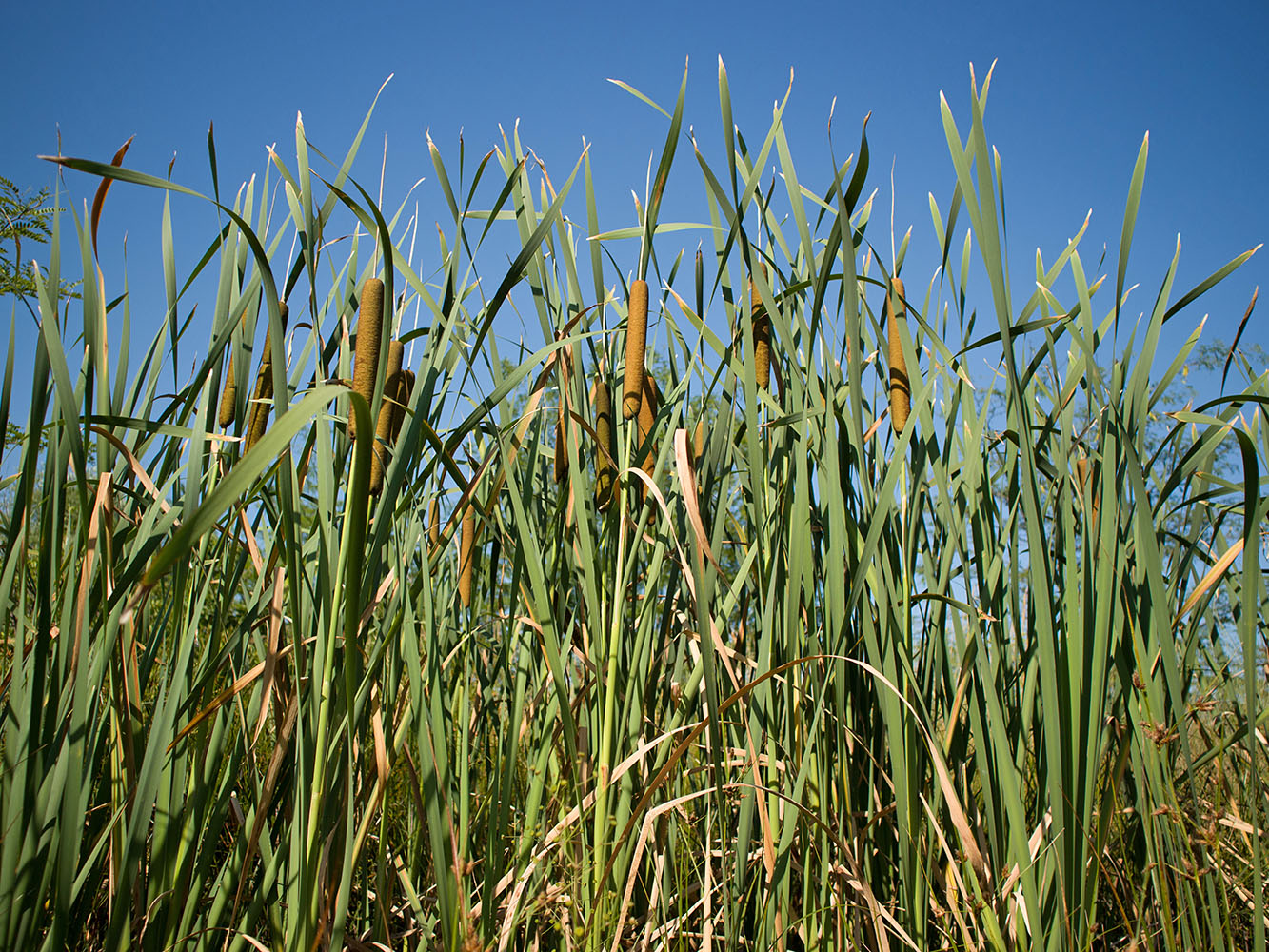 Изображение особи Typha latifolia.