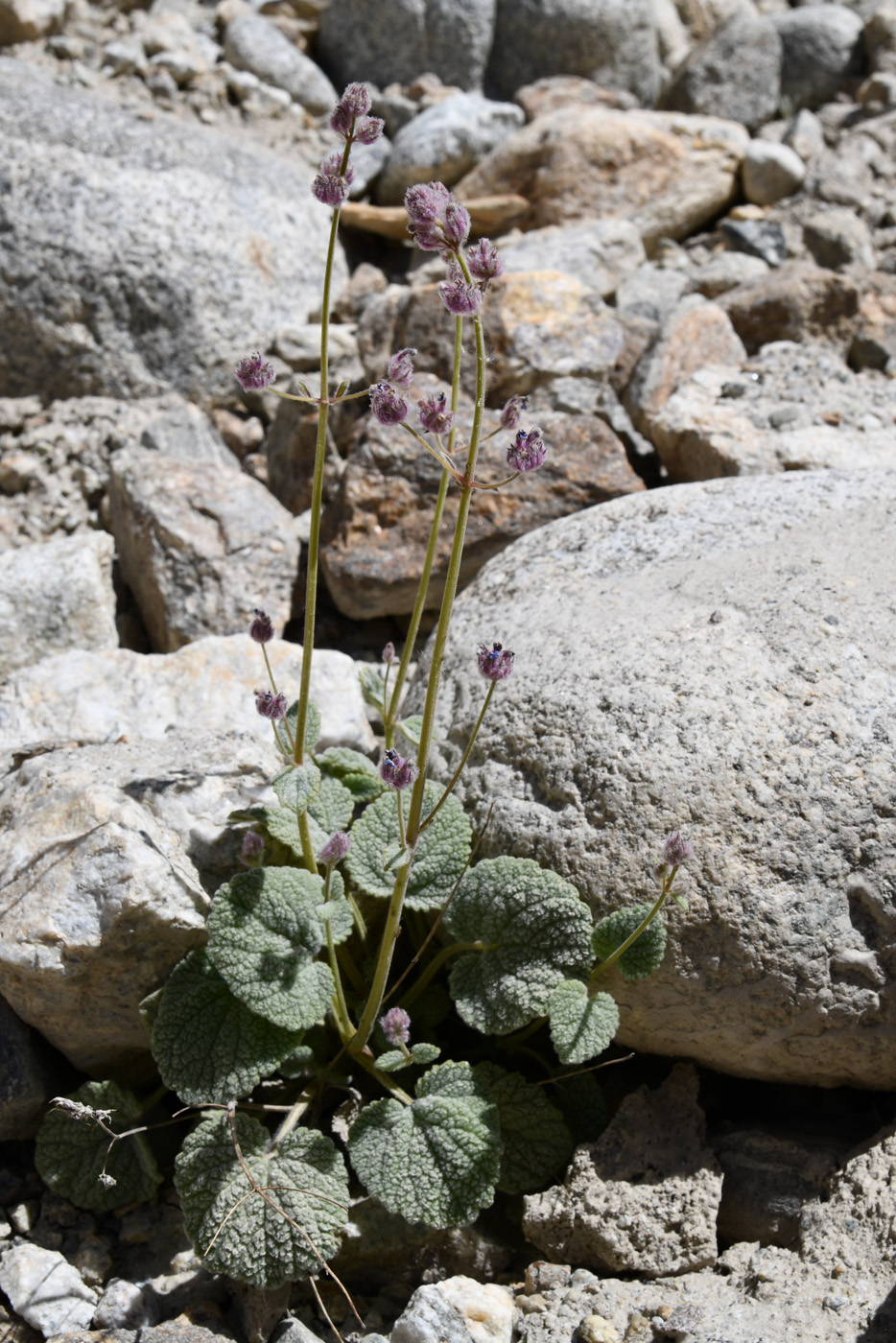 Изображение особи Nepeta floccosa.