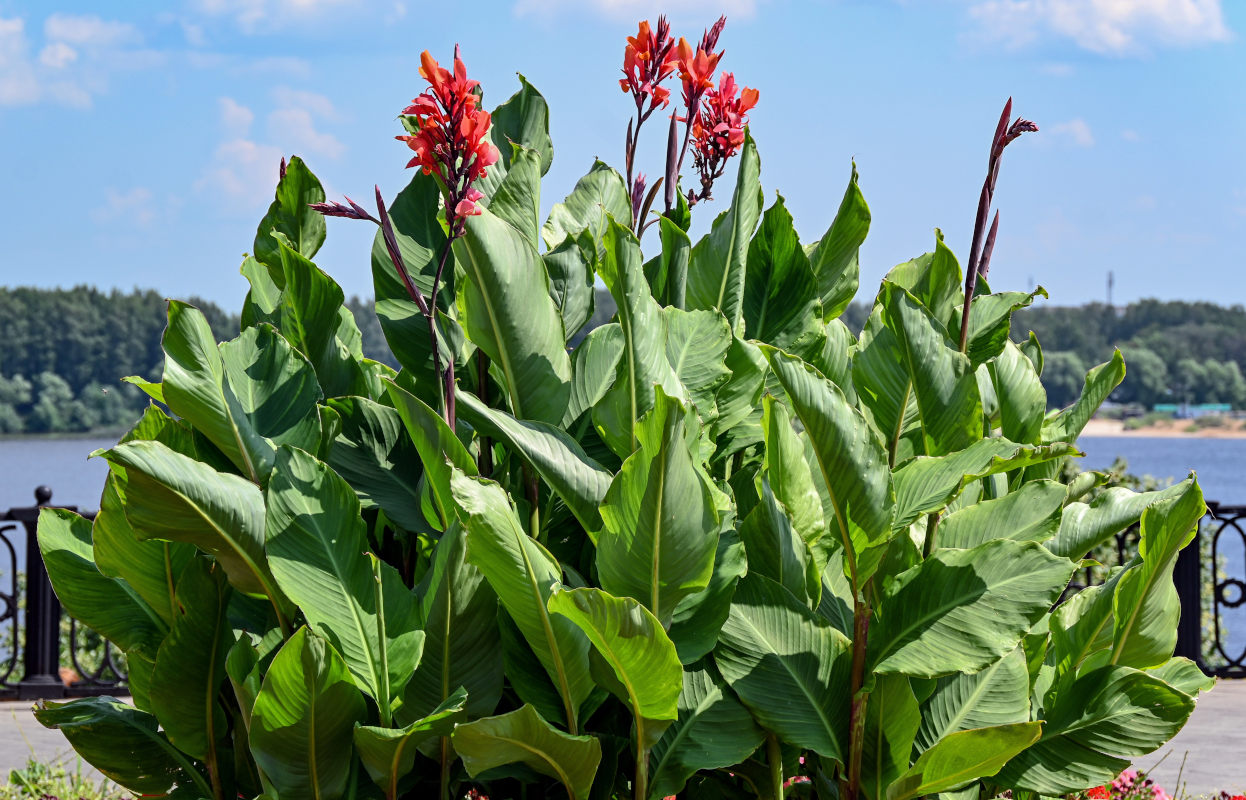 Изображение особи Canna indica.