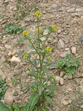 Erysimum cheiranthoides. Цветущее и плодоносящее растение. Хабаровский край, окр. г. Комсомольск-на-Амуре, обочина грунтовой дороги. 18.09.2024.