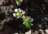 Micranthes merkii. Цветущее растение. Камчатский край, Елизовский р-н, подножие горы Вачкажицы, берег р. Тахколоч, каменистый склон СВ экспозиции. 04.08.2024.