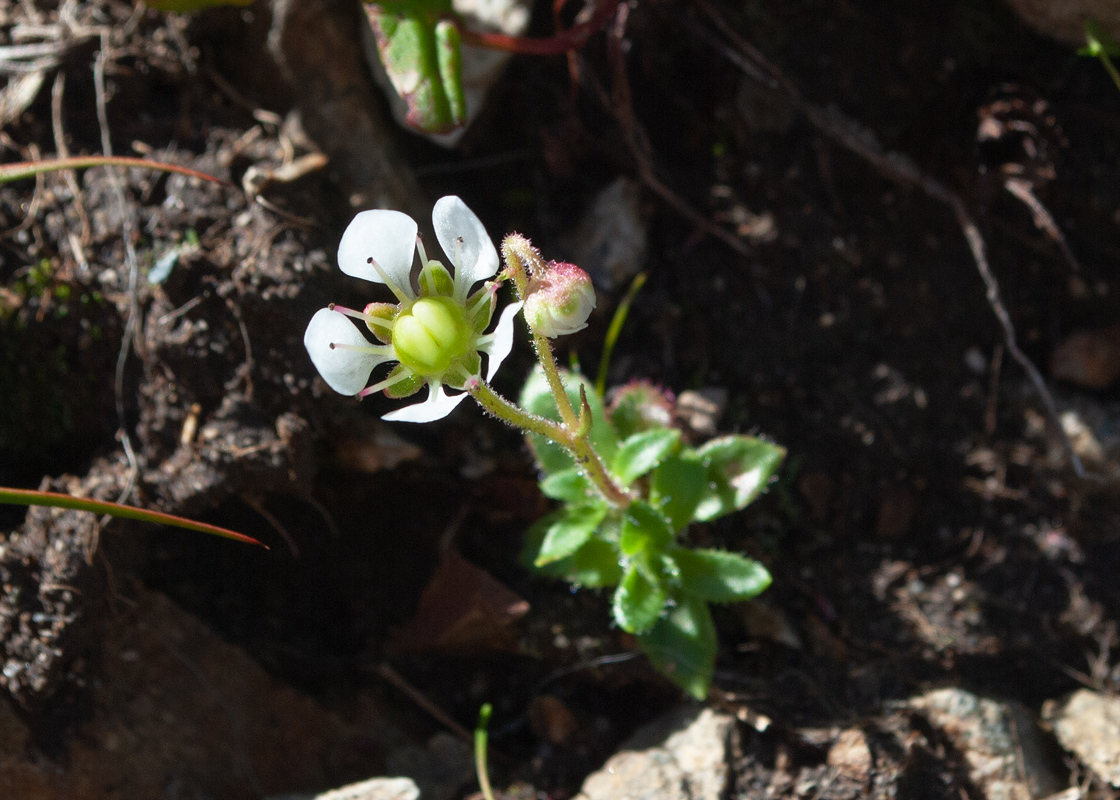 Изображение особи Micranthes merkii.