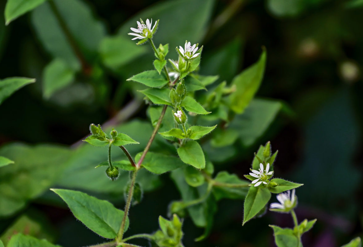 Image of Stellaria media specimen.