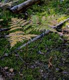 Pteridium pinetorum. Вайя в осенней окраске. Тверская обл., Конаковский р-н, долина р. Сестра, сосняк. 07.09.2024.