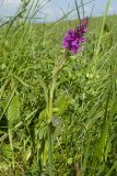 Dactylorhiza urvilleana. Цветущее растение. Карачаево-Черкесия, Зеленчукский р-н, гора Джисса, ≈ 1500 м н.у.м., субальпийский луг. 14.06.2024.