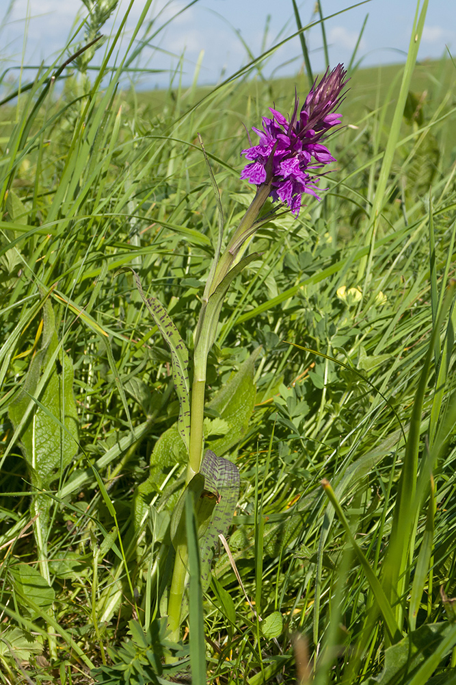 Image of Dactylorhiza urvilleana specimen.