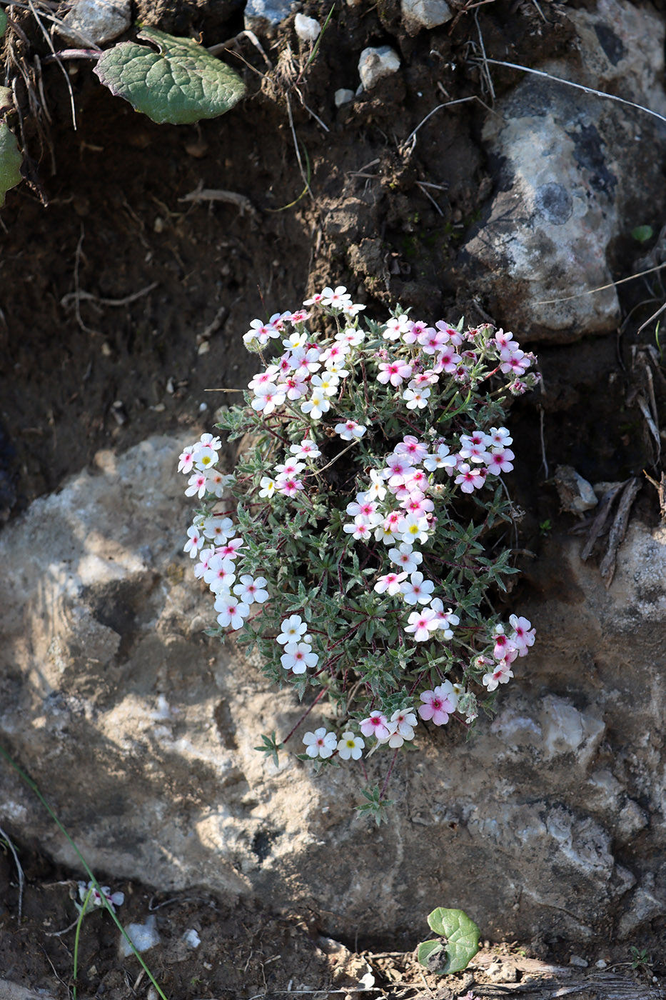 Image of Androsace sericea specimen.