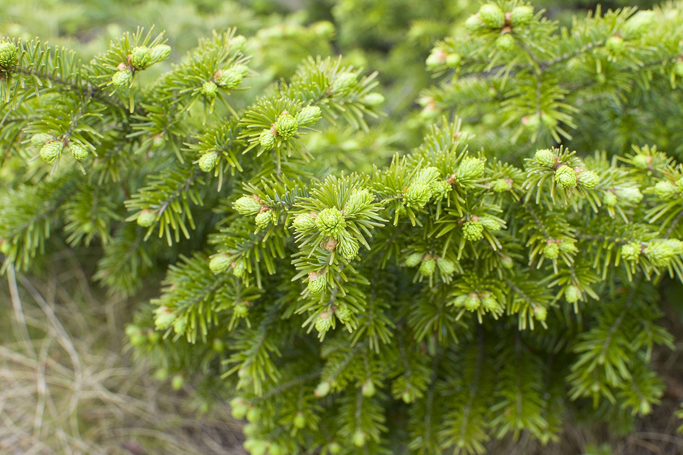 Изображение особи Abies sibirica.