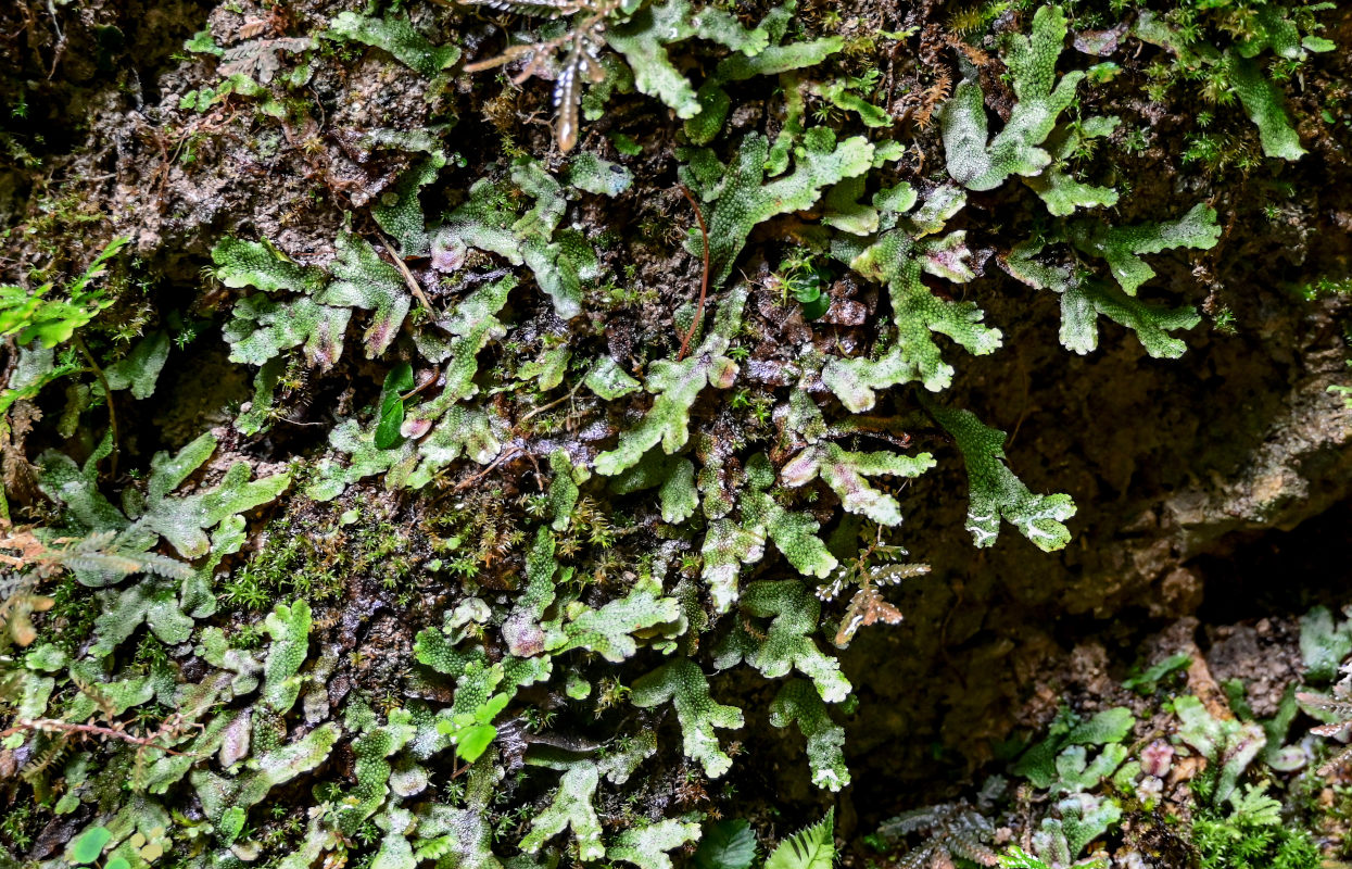 Изображение особи род Marchantia.