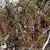 Polytrichum piliferum